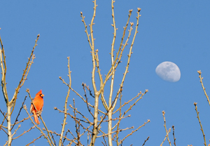 Cardinal and the Moon